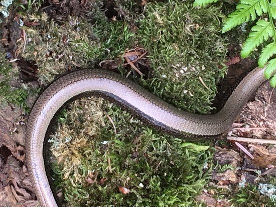 New Forest Reptile Centre